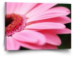 Sablio Obraz Růžová gerbera - 90x60 cm