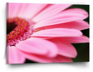 Sablio Obraz Růžová gerbera - 120x80 cm