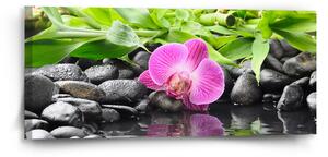Obraz SABLIO - Růžová orchidej 110x50 cm