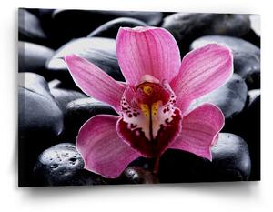 Sablio Obraz Růžová orchidea - 90x60 cm