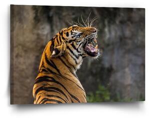 Sablio Obraz Řvoucí tygr - 60x40 cm
