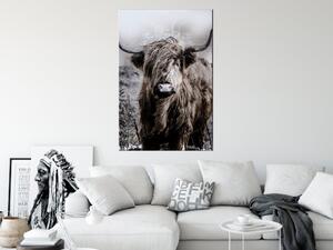 Obraz - Kráva z Vysočiny - sépie 60x90