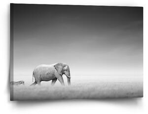 Sablio Obraz Slon a zebra - 60x40 cm