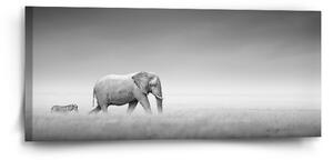 Sablio Obraz Slon a zebra - 110x50 cm