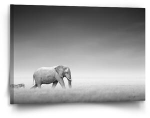 Sablio Obraz Slon a zebra - 90x60 cm