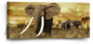 Sablio Obraz Slon Africký - 110x50 cm