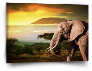 Sablio Obraz Slon z profilu - 120x80 cm