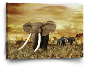 Sablio Obraz Slon Africký - 60x40 cm