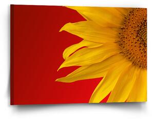 Sablio Obraz Slunečnice - 90x60 cm
