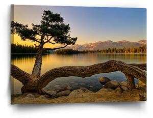 Sablio Obraz Strom u jezera - 60x40 cm