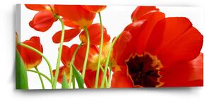 Sablio Obraz Tulipány - 110x50 cm