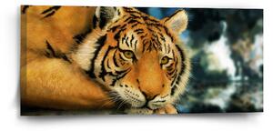 Sablio Obraz Tygr - 110x50 cm