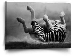 Sablio Obraz Válející se zebra - 60x40 cm