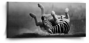 Sablio Obraz Válející se zebra - 110x50 cm