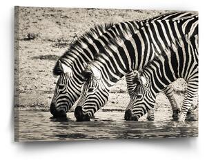 Sablio Obraz Zebry u vody - 60x40 cm