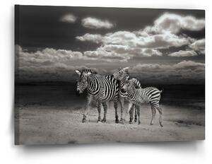 Sablio Obraz Zebry - 60x40 cm