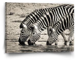 Obraz SABLIO - Zebry u vody 90x60 cm