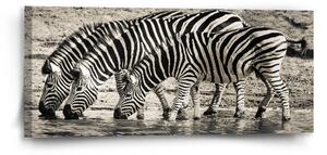 Sablio Obraz Zebry u vody - 110x50 cm