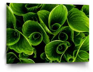 Sablio Obraz Zelené listy - 60x40 cm