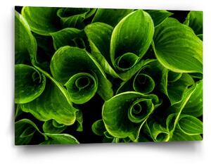 Sablio Obraz Zelené listy - 120x80 cm