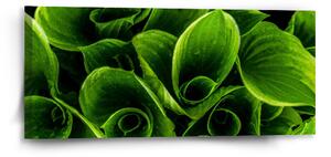 Sablio Obraz Zelené listy - 110x50 cm