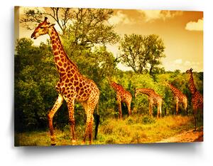 Sablio Obraz Žirafy - 90x60 cm