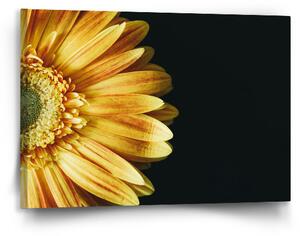 Sablio Obraz žlutá gerbera - 90x60 cm