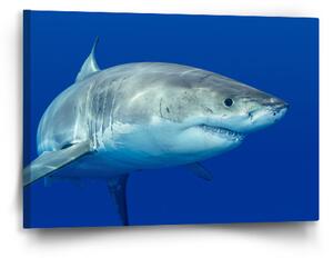 Sablio Obraz Žralok - 60x40 cm