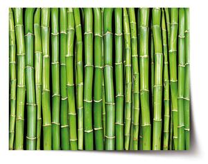 Plakát SABLIO - Bambus 90x60 cm
