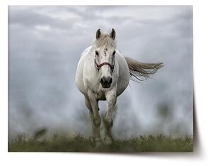 Plakát SABLIO - Bílý kůň 3 60x40 cm
