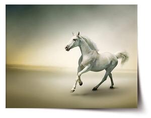 Sablio Plakát Bílý kůň 2 - 60x40 cm