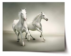 Sablio Plakát Dva bílí koně - 60x40 cm