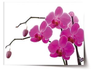Sablio Plakát Fialové orchideje - 60x40 cm