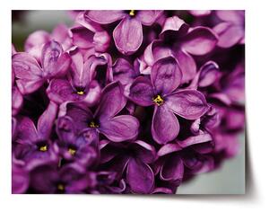 Plakát SABLIO - Fialové květy 60x40 cm