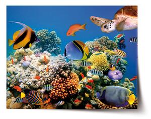 Sablio Plakát Korálový útes - 60x40 cm