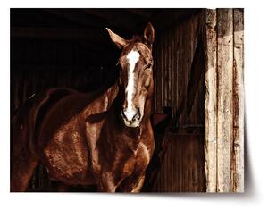 Plakát SABLIO - Kůň ve stáji 60x40 cm