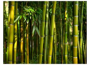 Fototapeta - Asijský bambusový les 200x154 + zdarma lepidlo