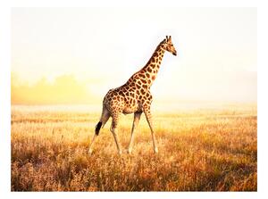 Fototapeta - Žirafa - procházka 250x193 + zdarma lepidlo