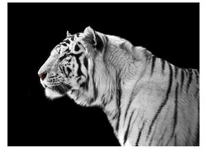 Fototapeta - Bílý tygr 200x154