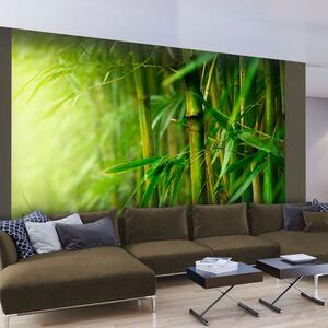 Fototapeta - Džungle - bambus 250x193 + zdarma lepidlo