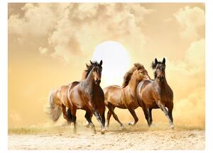 Fototapeta - Běžící koně 200x154 + zdarma lepidlo