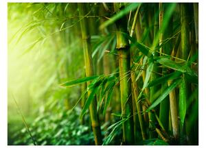 Fototapeta - Džungle - bambus 250x193 + zdarma lepidlo