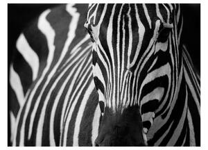 Fototapeta - Zebra 200x154