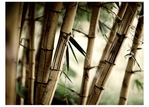 Fototapeta - Mlha a bambusový les II 200x154