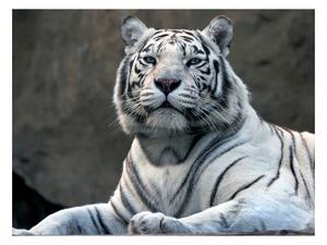 Fototapeta - Bengálský tygr v zoo 200x154