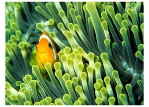 Fototapeta - Nemo v sasance 250x193 + zdarma lepidlo