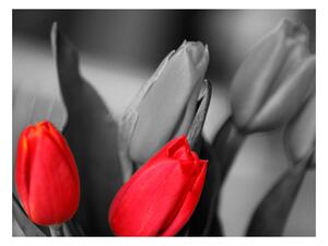 Fototapeta - Červené tulipány na černém a bílém pozadí 200x154