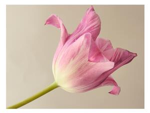 Fototapeta - Růžový tulipán 250x193 + zdarma lepidlo