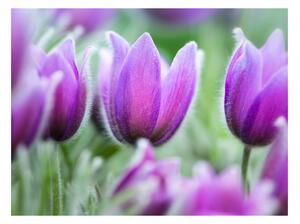 Fototapeta - Fialové jarní tulipány 200x154