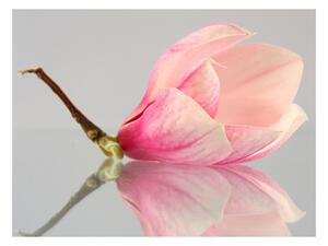 Fototapeta - Osamělý květ magnólie 250x193 + zdarma lepidlo